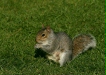 Grey Squirrel